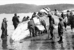 Makah members deal with a whale carcass in Neah Bay. (Makah Tribe photo)
