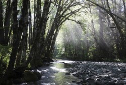 A stream by the Fairy Creek watershed, near Port Renfrew. (Melissa Renwick photo)