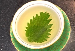 Rehydrated stinging nettle leaves steeped for tea. They are high in iron and used for medicinal purposes. 