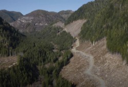 Myers’ recent decision leaves the majority of the claim area as Crown land under B.C.’s Forestry Act. Currently Western Forest Products holds tenure of this area, although logging has ceased in recent years as the title case has been fought in court. (Sierra Club of B.C. photo)