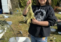 Tluupin John holds branches of k̓ʷaqmis harvested in late February in Nuchatlaht territory. (Judae Smith photo)