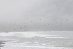 Pacheedaht Beach is located on Pacheedaht First Nation reserve lands and located near the town of Port Renfrew and about a two-hour drive from Victoria.