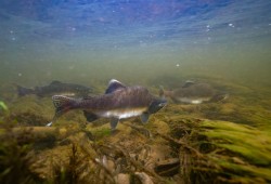 Two thirds of B.C.’s salmon populations remain below their long-term averages, according to a Pacific Salmon Foundation report, but the last year has shown signs of improvement to some species in southern parts of the province. Pictured are pink salmon. (Fernando Lessa/Pacific Salmon Foundation photo)
