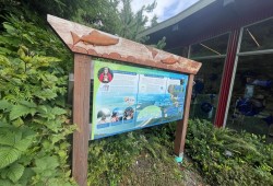 Ivy Martin’s salmon carving can be found at the Tourism Tofino Cox Bay Visitor Centre. (Nora O’Malley photo)