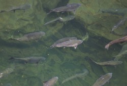 Chinook salmon fill the Stamp River in late August during the late stage of their annual migration to spawn. 