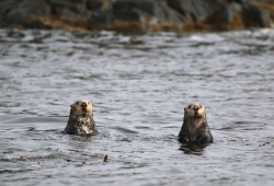 2 sea otters by Irine Polyzogopoulos