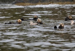 sea otters by Irine Polyzogopoulos