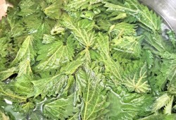 Nettles were soaked in warm water for 10 minutes to remove the sting. Once soaked they were placed into ice cube trays and frozen to be used in smoothies, soups and sauces. 