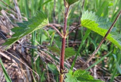 The nettle's trichomes, or hairs, on its leaves and stem act like hypodermic needles, injecting a histamine that produces a stinging sensation and leaves a rash.