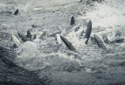 This year 1.2 million sockeye returned to Barkley Sound and the Alberni Inlet, with approximately 140,000 chinook and smaller numbers of coho, chum and steelhead. (Salmonberry Studios photo)