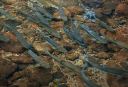 “The state of salmon remains precarious, with approximately half of regional Pacific salmon populations in B.C. and the Yukon below their long-term average spawner abundances,” states a report released this year from the Pacific Salmon Foundation. (Salmonberry Studios photo)