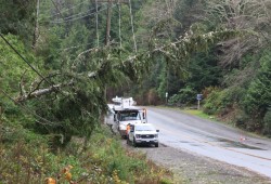 Downed trees are the No. 1 cause of power outages for coastal Vancouver Island, according to BC Hydro. Pictured is a crew working on fallen vegetation on Highway 4 near Ucluelet in November 2024. (Nora O’Malley photo)