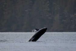 Naturalist and wildlife photographer Marcie Callewaert captured the T068Cs pod and new calf venturing through Tsapee Narrows to Tonquin Beach on Jan. 5, 2026. 