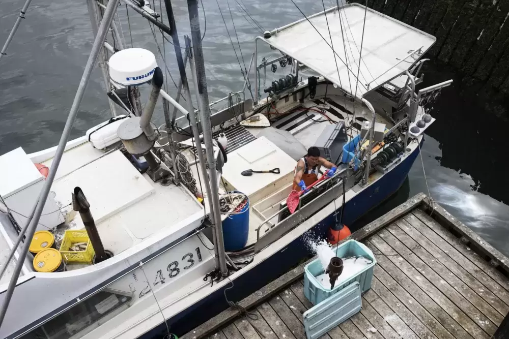 Terry Crosina pours fresh ice of their catch before Elmer Frank brings it to Ucluelet to sell, on July 23, 2020. (Melissa Renwick photo)