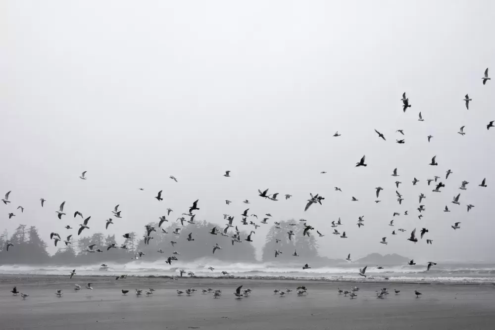Seagulls flocked over Chesterman Beach during the wind storm that swept through Tofino, on Jan. 5, 2021.