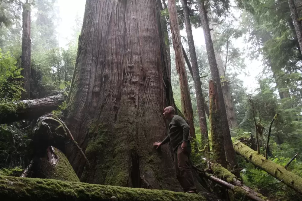 An encampment participant touches a yellow cedar tree near the Fairy Creek valley on southwestern Vancouver Island. (Eric Plummer photo)