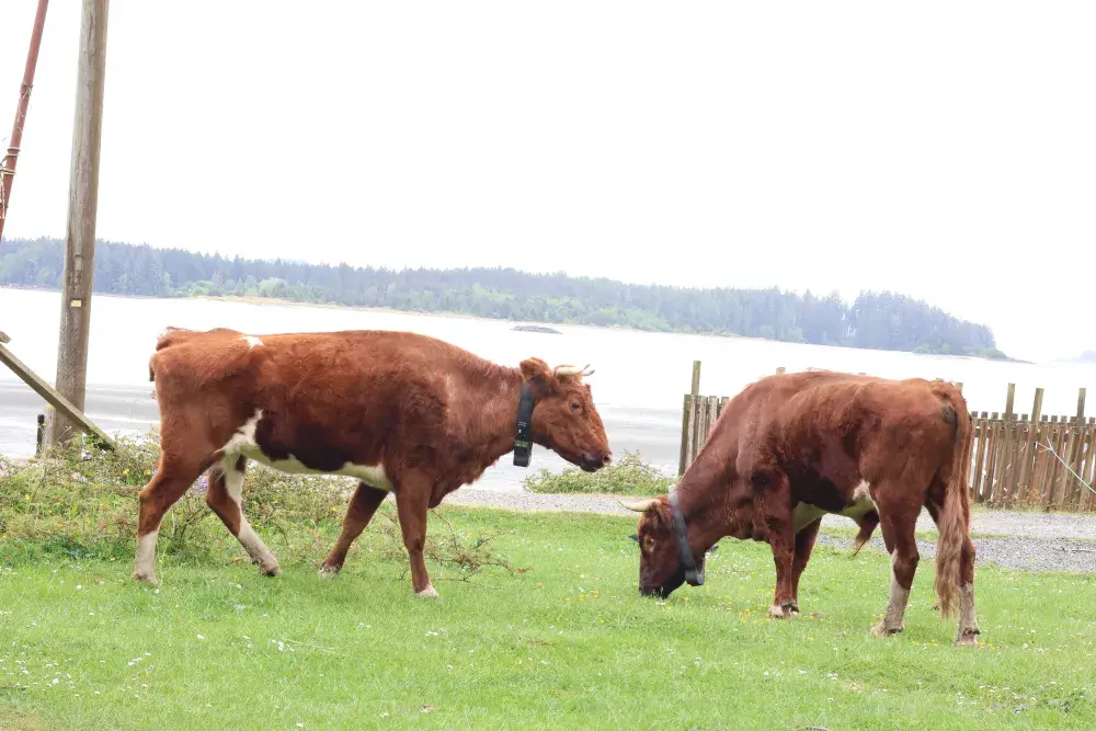 The matriarch of the herd Hip Spot, left, munches on grass with the main bull called Clifford or Big Red.