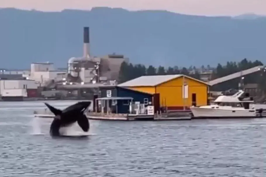 Only meters from Fisherman's Wharf, orcas breached multiple times on Aug. 26, putting on a show for the lucky crowd who cheered them on. (Facebook video still)