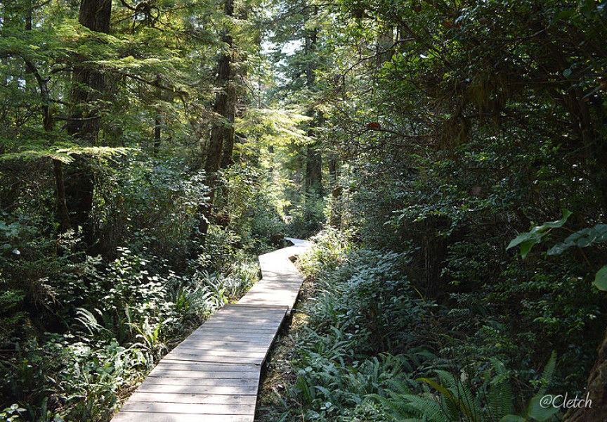 A new cedar boardwalk trail meanders through old-growth forest for two kilometres to the hot springs in Maquinna Marine Provincial Park. (Ha-Shilth-Sa file photo)
