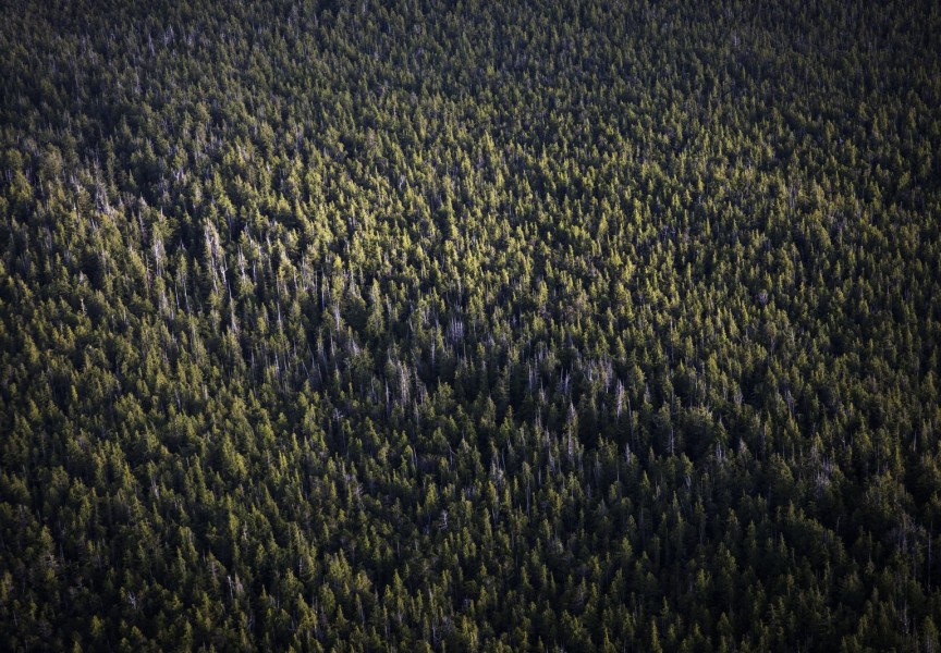 Pictured is forest near Kyuquot on northwestern Vancouver Island. (Melissa Renwick photo)