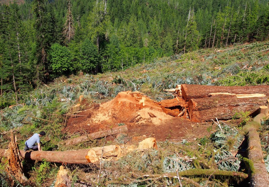 A felled western red cedar, about 700 years old, at Nahmint Lake, southwest of Port Alberni. (Mike Youds photo)